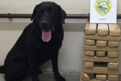  Mulher que levava 19,3 quilos de maconha dentro de ônibus de viagem é presa pela PM em Guarapuava