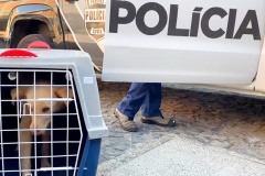 PCPR prende mulher suspeita de maus-tratos e resgata dois cães em Ponta Grossa  