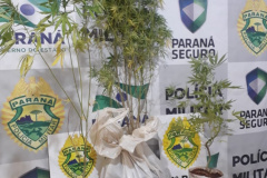 Em Cascavel (PR), PM apreende pés de maconha, duas pistolas airsoft e um revólver em situações distintas