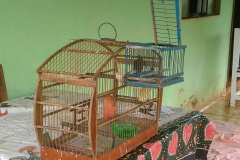 Polícia Ambiental apreende 50 aves nativas e aplica R$ 30 mil em multas no Noroeste do estado