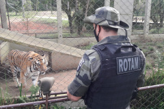 Polícia Ambiental presta apoio na remoção de tigre da Malásia e papagaios para o Zoológico de Curitiba