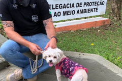 Polícia Civil prende homem por abandono e maus-tratos contra um cachorro em Curitiba  