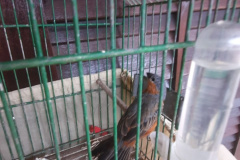 Na capital do Paraná, Polícia Ambiental resgata diversos pássaros silvestres, um deles ameaçado de extinção