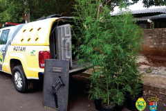 PM desmantela ponto de plantação de maconha e encaminha homem em Campo Mourão (PR), no Noroeste do estado