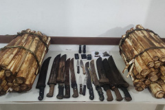 Em Guaratuba, PM flagra extração ilegal de palmito ameaçado de extinção