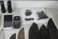 Em Guaratuba, PM flagra extração ilegal de palmito ameaçado de extinção