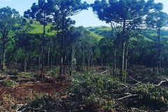 Denúncias anônimas via 181 levam à prisão dois suspeitos de desmatamento