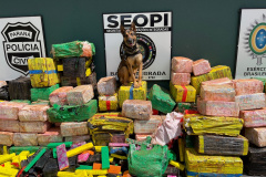 Drogas apreendidas em Santo Inácio e cão farejador