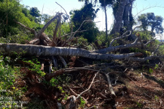 BPAmb localiza desmatamento ambiental após denúncia via 181