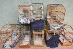 gaiolas e pássaros apreendidos pelo Batalhão de Polícia Ambiental