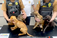 Policiais prendem mulher e apreendem adolescente por maus-tratos a animais em Matinhos