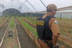Após denúncia, Polícia Militar apreende mais de 700 pés de maconha em Guaratuba