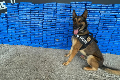  PCPR apreende 1 tonelada de maconha em Pato Branco 