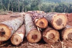 Denúncia leva a polícia a localizar focos de desmatamento no interior do Paraná