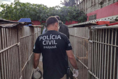 PCPR deflagra operação para resgatar 300 cães em situação de maus-tratos em Curitiba