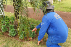 Pessoas privadas de liberdade participam de preparação do 35° Show Rural de Cascavel