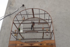 Polícia Ambiental apreende aves mantidas em cativeiro no Litoral