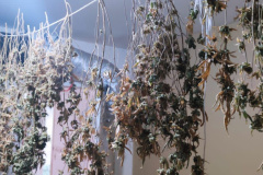 PCPR descobre estufa de maconha em Piraquara e prende duas pessoas em flagrante