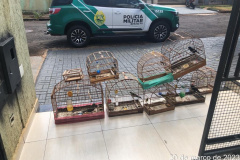Após denúncia ao 181, Polícia Militar encontra ponto ilegal de venda de aves silvestres