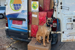 Batalhão de Polícia de Fronteira apreende 100 caixas de cigarros em Mercedes, no Oeste