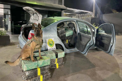 Polícia Militar apreende quase meia tonelada de maconha em operação na PR-317