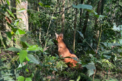 Batalhão da Policia Militar é visistado por Lobo-Guará no Paraná 