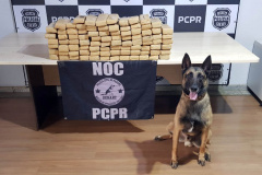 Batalhão de Polícia Rodoviária apreende 550 kg de maconha e recupera veículo roubado em Chopinzinho no Paraná