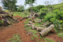 PM flagra crimes ambientais em Altamira do Paraná e Maringá
