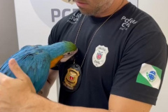 PCPR prende homem por tráfico de animais silvestres e resgata arara em Curitiba