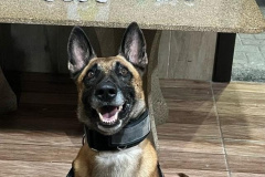 PMPR prende casal que transportava drogas para o Litoral