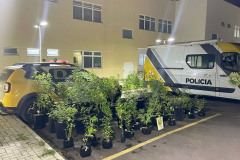 PM descobre estufa com 73 pés de maconha e prende traficante em São José dos Pinhais