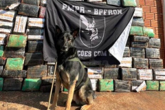 Com apoio de cão, PM apreende 1,5 tonelada de maconha em Santa Helena