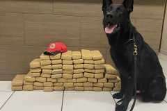 PMPR intercepta ônibus na PR-323 e encontra 42,5 kg de maconha