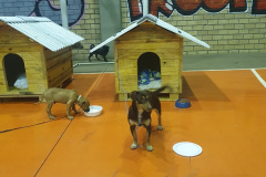 Casinhas feitas em penitenciária do Paraná vão ajudar a abrigar animais resgatados no RS