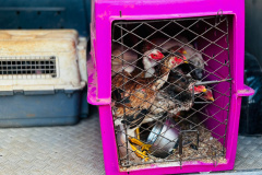 PMPR encontra 34 animais em situação de maus-tratos após abordagem em rodovia