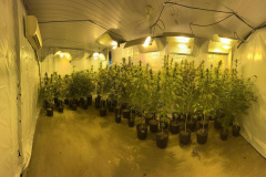  PMPR encontra nova estufa e apreensões passam de mil pés de maconha em Campina Grande do Sul