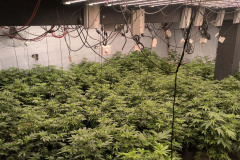 PMPR encontra 430 pés de maconha em quatro estufas em Maringá