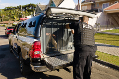 PCPR e PMPR prendem homem em flagrante por tráfico de drogas em São Mateus do Sul