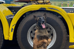  Cão Logan, da Polícia Penal, encontra entorpecentes escondidos em carreta 