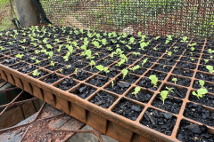 Pessoas privadas de liberdade participam de curso de planejamento de hortaliças em Cascavel