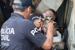 PCPR resgata cadela e filhotes presos em escombros em Guaratuba