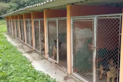 PCPR resgata mais de 60 cães vítimas de maus-tratos em canil de Almirante Tamandaré