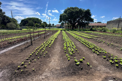 Horta no Complexo Médico Penal promove sustentabilidade e ocupação para custodiados