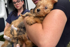 PCPR resgata mais de 130 cães vítimas de maus tratos e prende mulher em flagrante em Bocaiuva do Sul