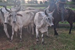 Ação rápida no campo: PCPR prende homem por receptação e recupera rebanho em Jaguapitã