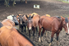 PCPR prende homem por maus tratos e resgata mais de 40 cavalos em Piraquara