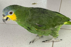 PCPR resgata papagaio vítima do tráfico de animais em Matinhos