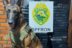 PMPR prende jovem de 18 anos, encontrada com mais de quarenta quilos de maconha, em ônibus de viagem na região oeste