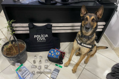 PCPR prende 12 pessoas em operação de combate ao tráfico de drogas em Guarapuava