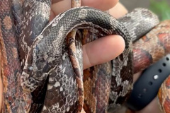 PCPR prende homem por tráfico de animais e apreende 215 aves exóticas e cobras em Imbituva